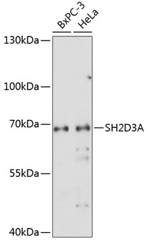 Anti-SH2D3A Antibody (CAB14832)