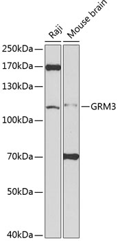 Anti-GRM3 Antibody (CAB2538)