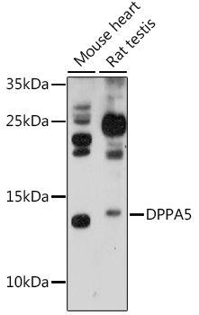 Anti-DPPA5 Antibody (CAB16280)