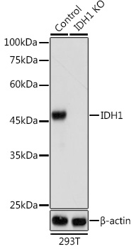 Anti-IDH1 Antibody [KO Validated] (CAB13245)