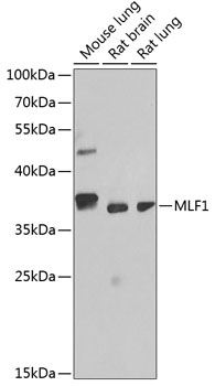 Anti-MLF1 Antibody (CAB13329)