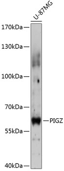 Anti-PIGZ Antibody (CAB14426)