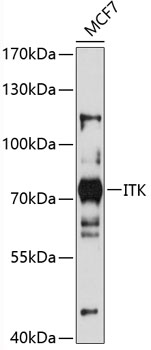 Anti-ITK Antibody (CAB12682)