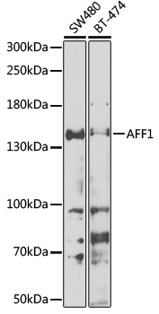 Anti-AFF1 Antibody (CAB6933)