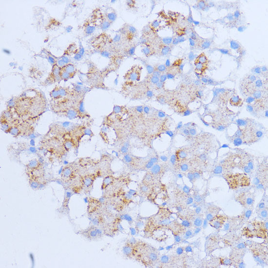 Anti-NME6 Antibody (CAB14388)