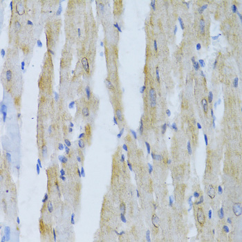 Anti-Alpha-Tubulin Antibody (CABC014)