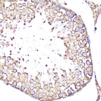 Anti-SELL Antibody (CAB1622)