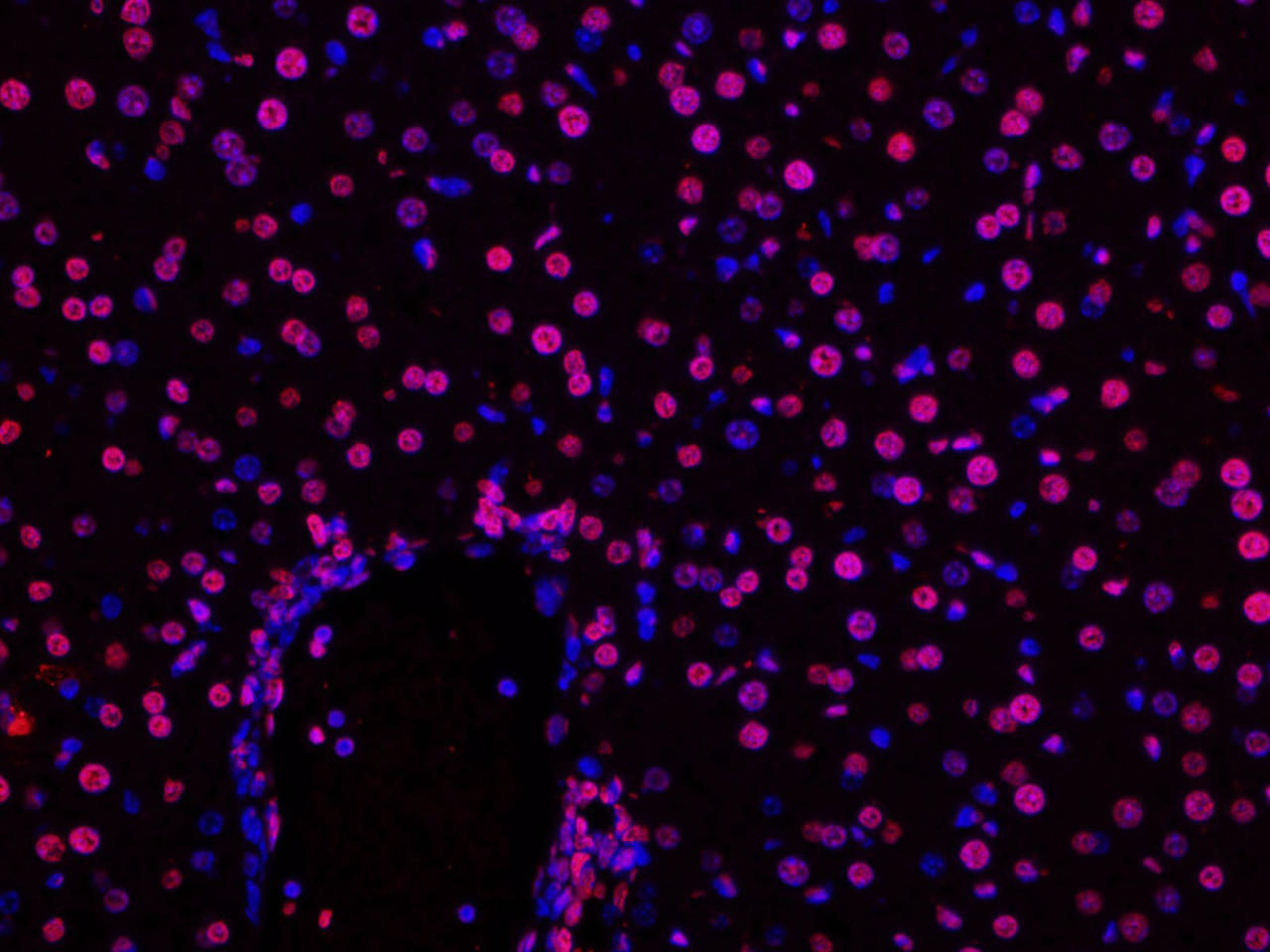 Paraffin embedded mouse liver was treated with DNase I to fragment the DNA. DNA strand breaks showed intense fluorescent staining in DNase I treated sample (red). The cells were counterstained with DAPI (blue).