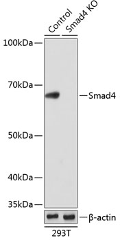 Anti-Smad4 Antibody [KO Validated] (CAB19116)