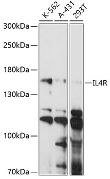 Anti-IL-4R Antibody (CAB14648)