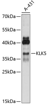 Anti-KLK5 Antibody (CAB14863)