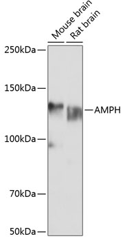 Anti-AMPH Antibody (CAB5389)