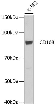 Anti-CD168[KO Validated] Antibody