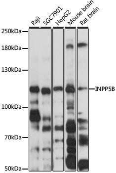 Anti-INPP5B Antibody (CAB3927)