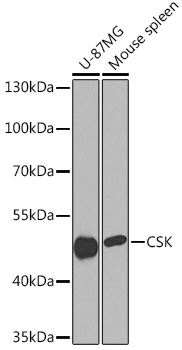 Anti-CSK Antibody (CAB16824)