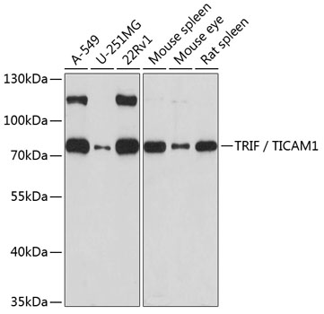 Anti-TRIF / TICAM1 Antibody (CAB1155)