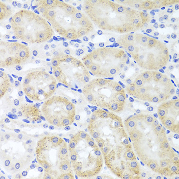 Anti-ADIPOQ Antibody (CAB2543)