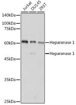 Anti-Heparanase 1 Antibody (CAB5726)