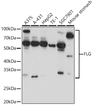 Anti-FLG Antibody (CAB20011)