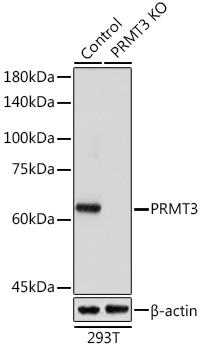 Anti-PRMT3 Antibody [KO Validated] (CAB13068)