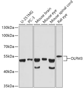 Anti-OLFM3 Antibody (CAB17293)