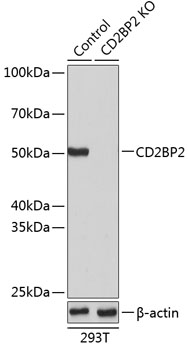 Anti-CD2BP2 Antibody [KO Validated] (CAB19891)