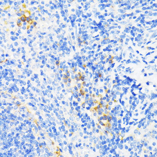 Anti-CAMP Antibody (CAB1640)