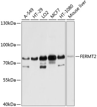 Anti-FERMT2 Polyclonal Antibody (CAB8709)