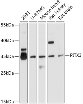 Anti-PITX3 Antibody (CAB10569)