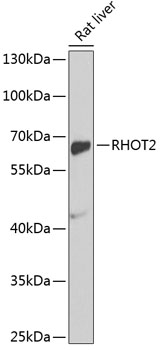 Anti-RHOT2 Antibody (CAB2597)