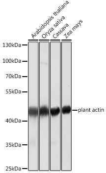 Anti-Plant actin Mouse Monoclonal Antibody (CABC009)
