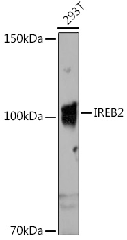 Anti-IREB2 Antibody (CAB6382)