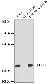 Anti-PDCD6 Antibody (CAB6685)