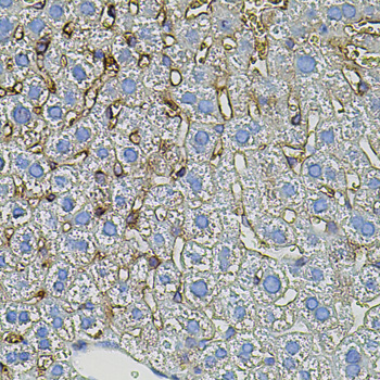 Anti-TGFA Antibody (CAB12522)