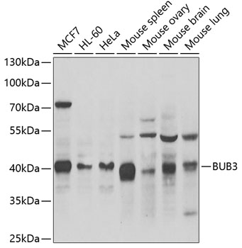 Anti-BUB3 Antibody (CAB6536)