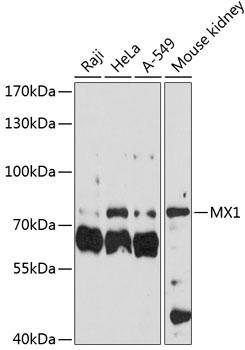 Anti-MX1 Antibody (CAB1780)