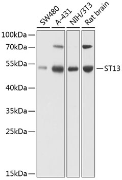 Anti-ST13 Polyclonal Antibody (CAB8454)