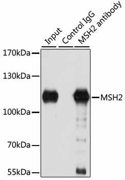 Anti-MSH2 Antibody (CAB1121)