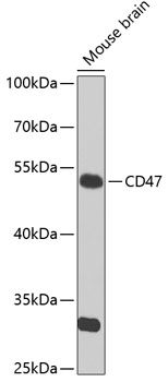 Anti-CD47 Antibody (CAB7278)