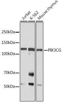 Anti-PIK3CG Antibody (CAB6688)