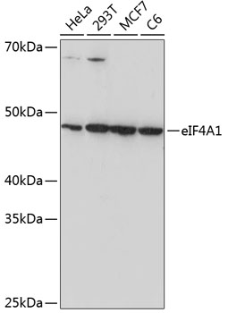 Anti-eIF4A1 Antibody