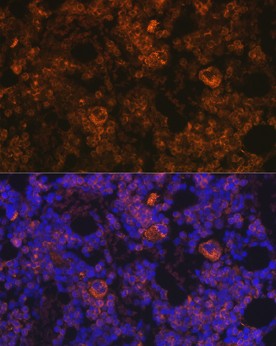 Anti-MPL Antibody (CAB16715)