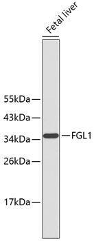 Anti-FGL1 Antibody (CAB10977)