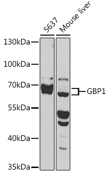 Anti-GBP1 Antibody (CAB3879)