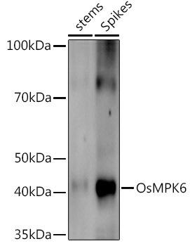 Western blot analysis of extracts of various tissues from the japonica rice (Oryza sativa L. ) variety Zhonghua 11, using OsMPK6 antibody at 1:1000 dilution. Secondary antibody: HRP Goat Anti-Rabbit IgG (H+L) at 1:10000 dilution. Lysates/proteins: 25ug per lane. Blocking buffer: 3% nonfat dry milk in TBST. Detection: ECL Enhanced Kit. Exposure time: 10s.