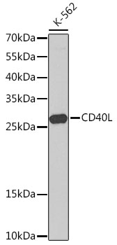 Anti-CD40L Antibody (CAB13002)