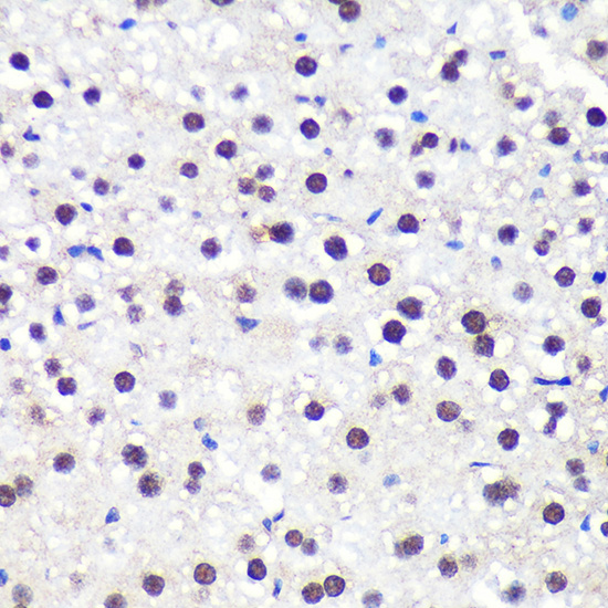 Anti-ALYREF Antibody (CAB6010)