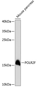 Anti-POLR2F Antibody (CAB13171)