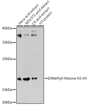 Anti-DiMethyl-Histone H3-K4 Antibody (CAB2356)