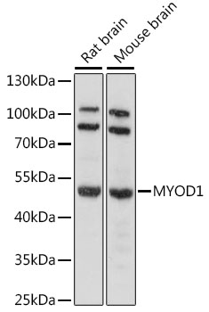 Anti-MYOD1 Antibody (CAB16218)